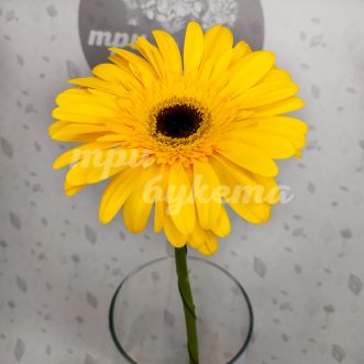 Желтая гербера Тото